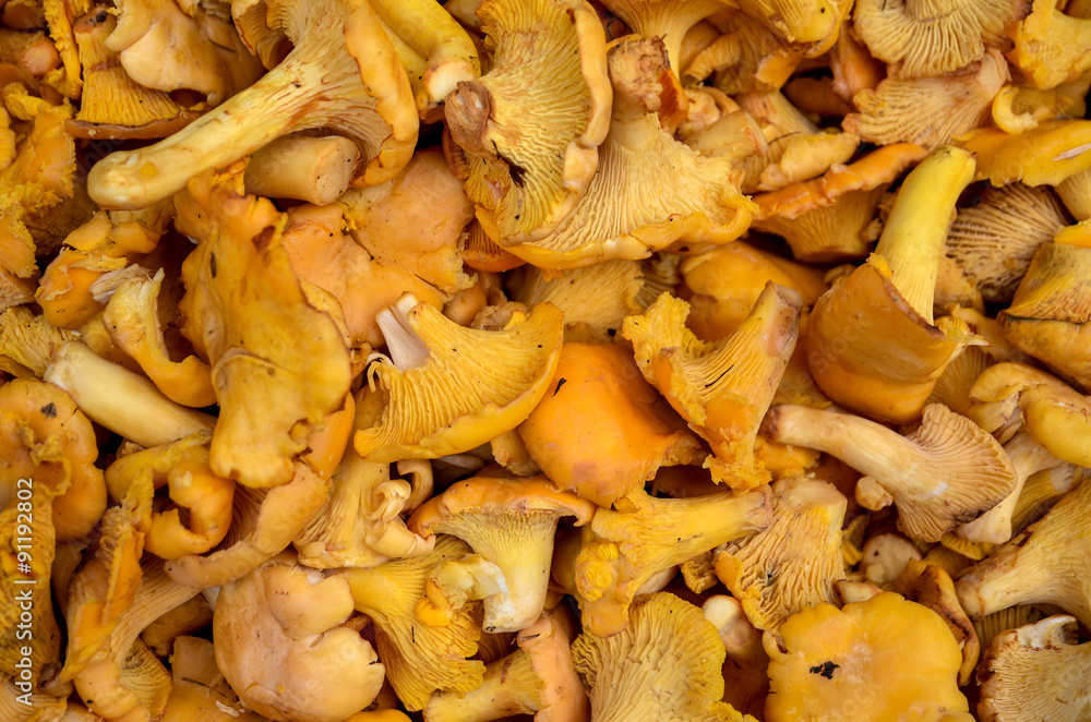 orange cantharellus cibarius chanterelle mushrooms orange cantharellus cibarius chanterelle mushrooms