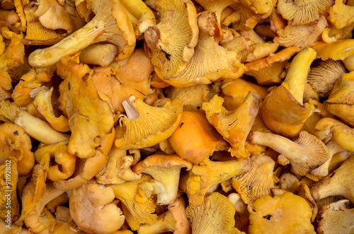 orange cantharellus cibarius chanterelle mushrooms