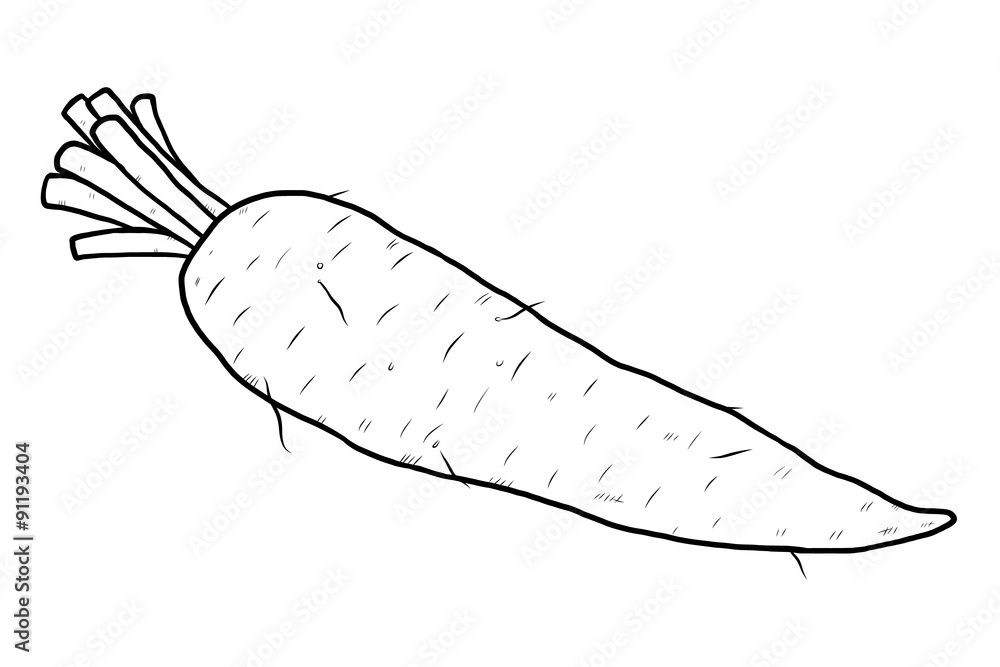 radish or carrot root radish or carrot root