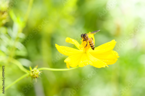 Bee on yellow flower in the park