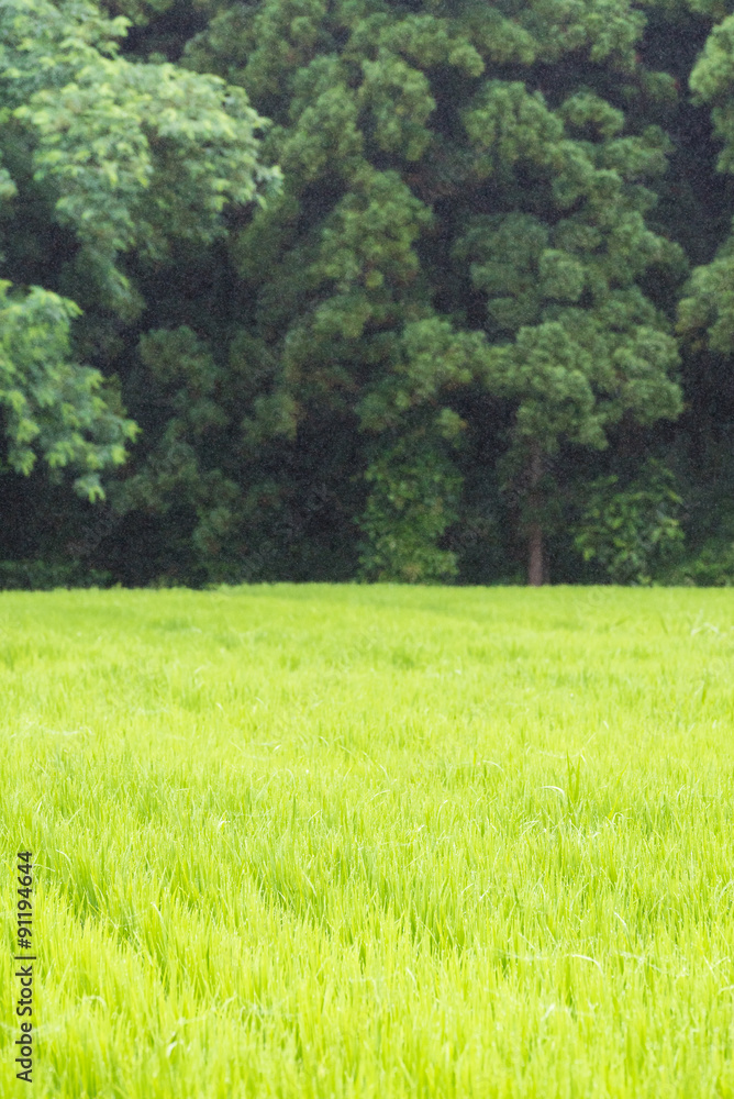 Obraz premium 田園風景