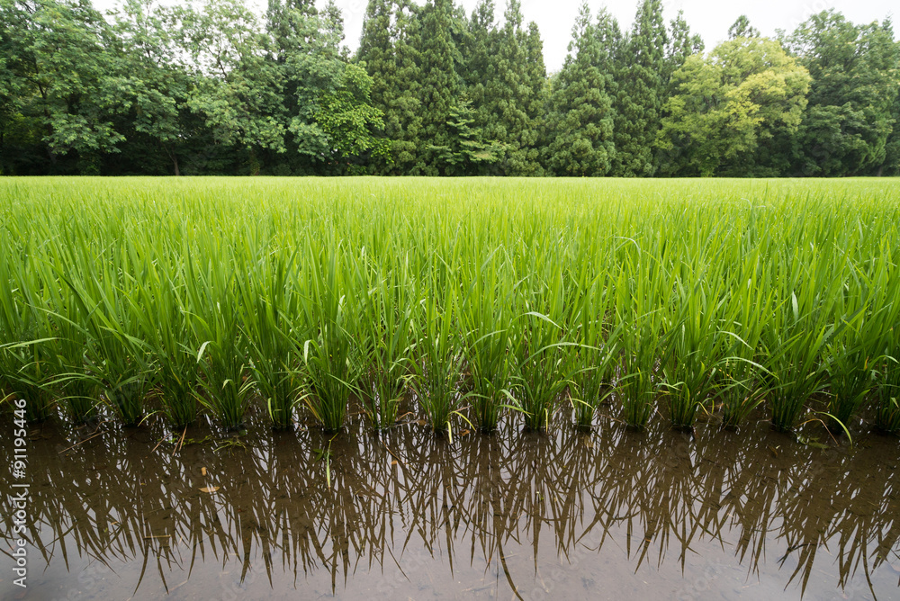 田園風景 田園風景