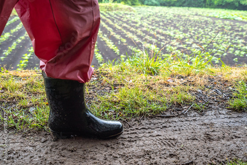 雨の日に畑を見て歩く女性