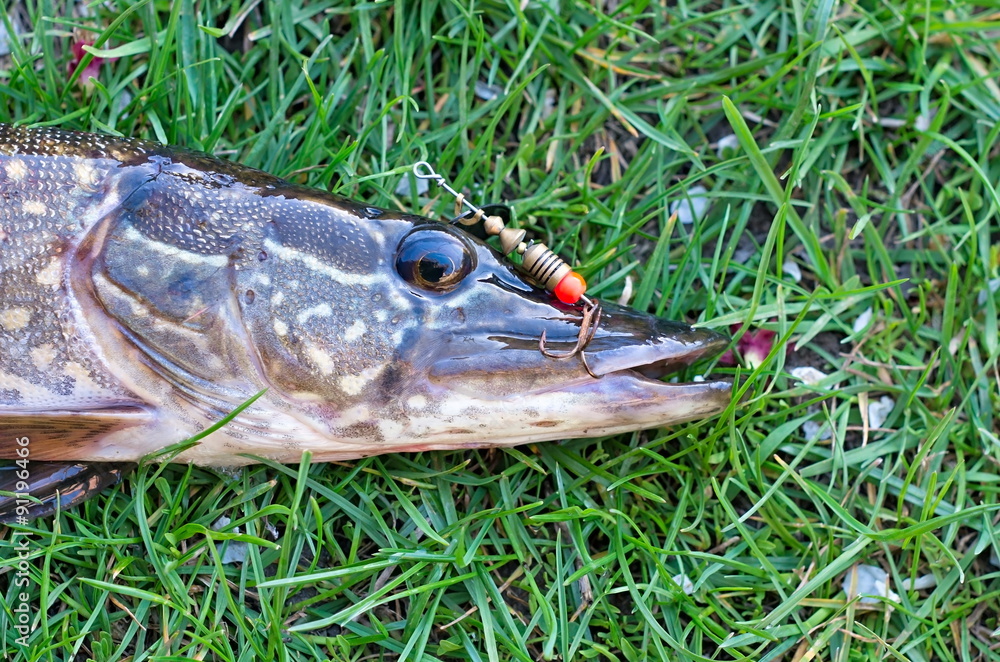 pike head with a hook in its mouth pike head with a hook in its mouth