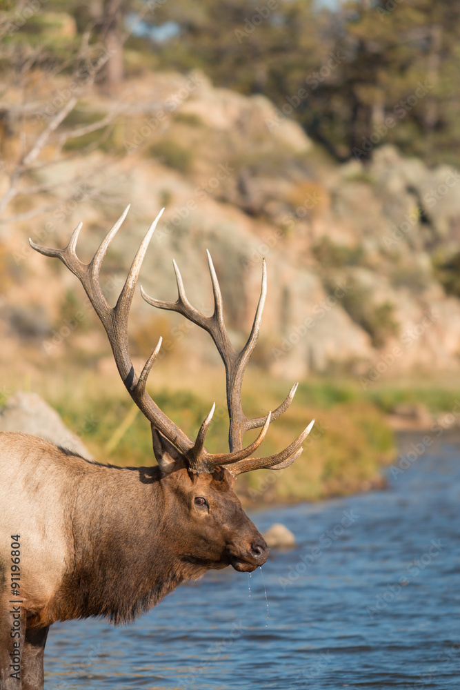 Obraz premium Bull Elk Drinking From Stream