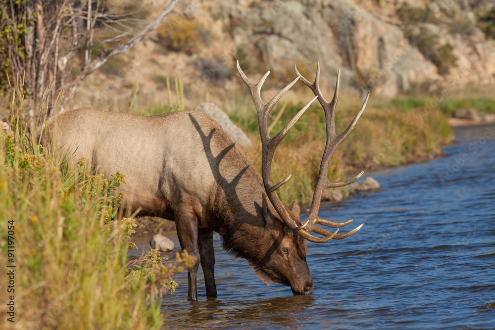 Obraz premium Bull Elk Drinking From Stream