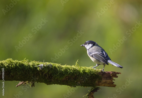 mésange charbonnière