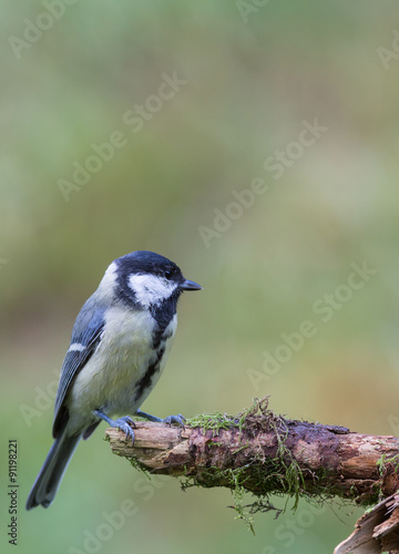 mésange charbonnière