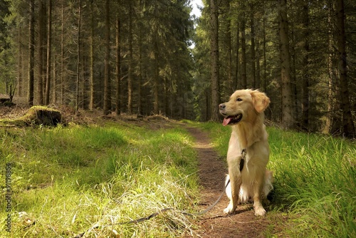 Golden Retriever im Wald