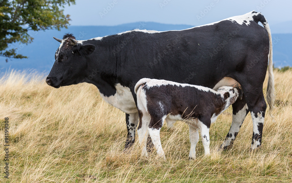 vache et son veau vache et son veau