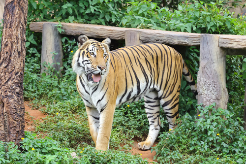 Scary looking male royal bengal tiger