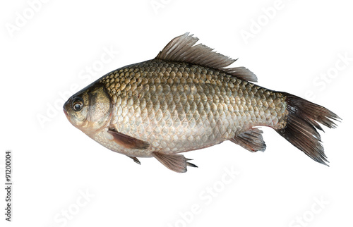 Fish isolated on white