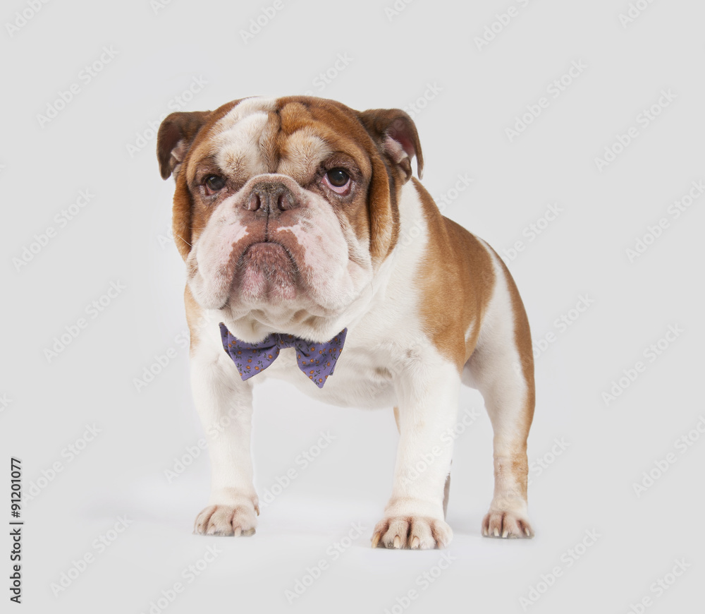 English Bulldog in the bow tie..
