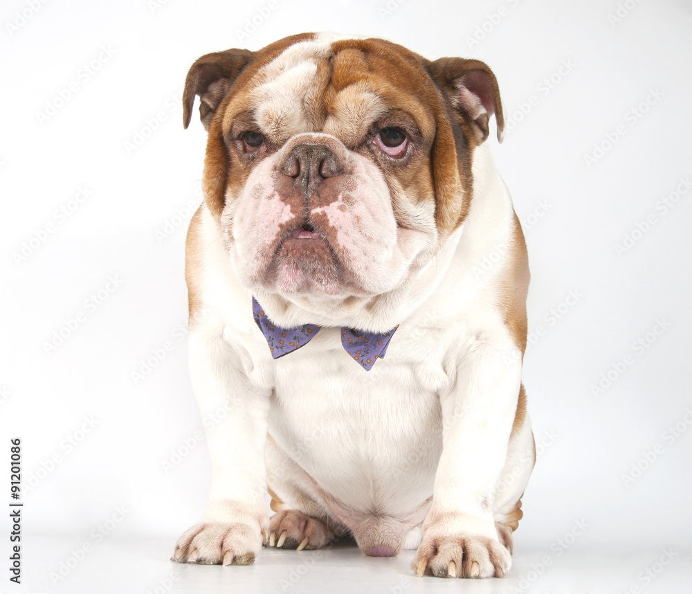 Dog breed English Bulldog in a bow tie..