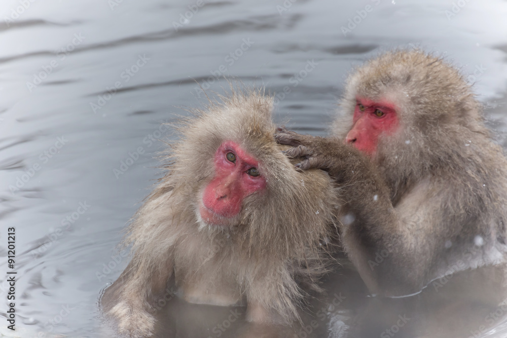 Naklejka premium 露天風呂のおさるさん monkeys enjoying an outdoor bath