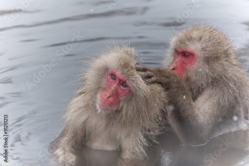 露天風呂のおさるさん monkeys enjoying an outdoor bath