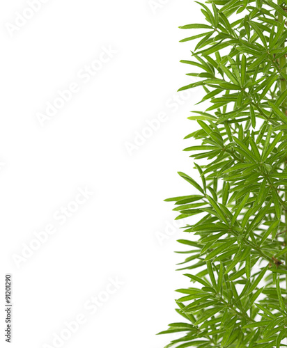 Green leaves on white background