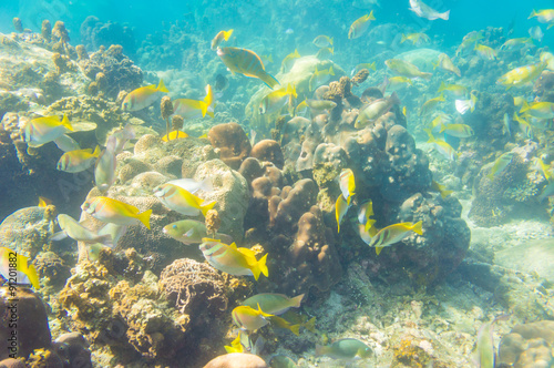 Fototapeta Naklejka Na Ścianę i Meble -  coral reef with shoal of french grunt fish and hard corals