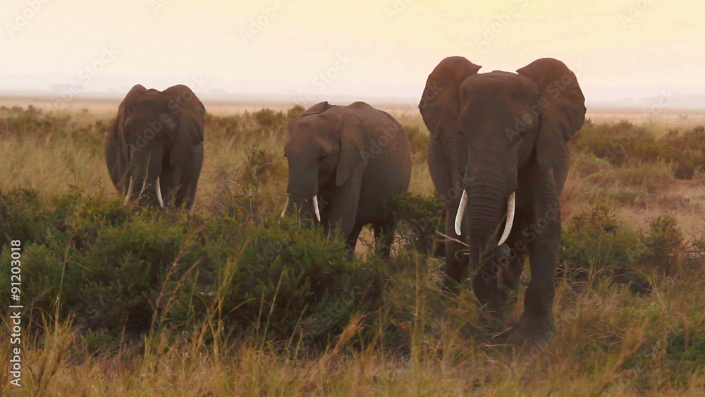 Elephants eating grass in Amboseli Park, Kenya
Elephants eating grass in Amboseli Park, Kenya