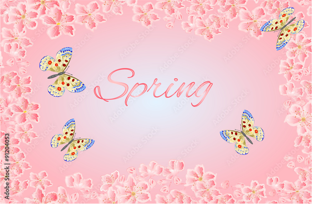 Butterfly parnassius and of sakura blossoms vector Butterfly parnassius and of sakura blossoms vector