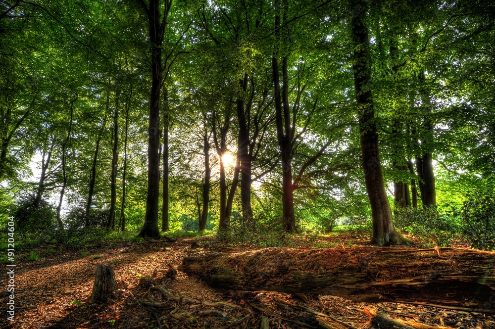 Fototapeta premium Sonnenschein im Wald