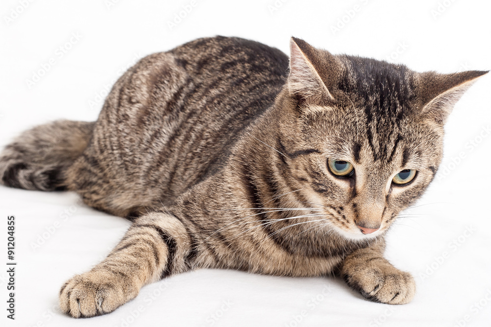 graue getiegerte Katze liegt auf weissem Hintergrund