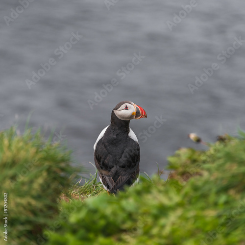 Icelandic puffins with fish at remote islands, Iceland, summer © neurobite