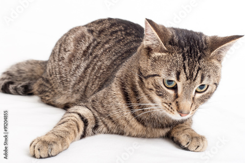 graue getiegerte Katze liegt auf weissem Hintergrund © cmnaumann