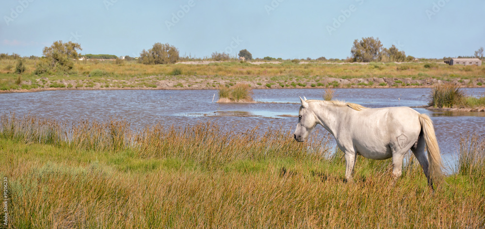 cheval camarguais au bord de l'étang cheval camarguais au bord de l'étang