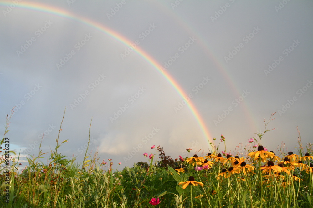 Fototapeta premium Double rainbow and flowers