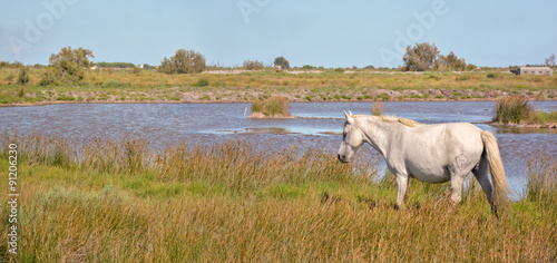 Fototapeta Naklejka Na Ścianę i Meble -  cheval camarguais au bord de l'étang