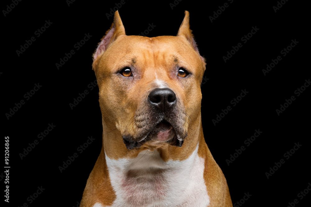Staffordshire bull terrier