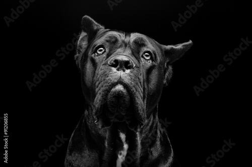Cane corso dog © svetography