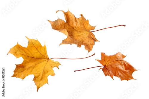Fall leaves isolated on a white background