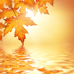 Orange fall leaves border background