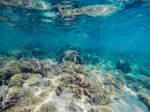 seaweeds and rocks in Sardinia