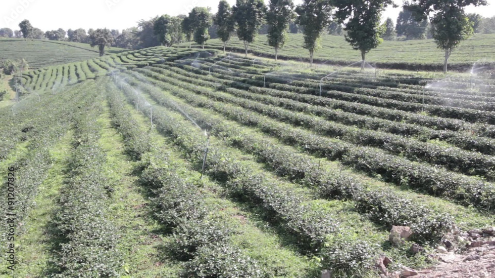 Irrigation Sprinklers at tea field, tea plantation on a hill slope, landscape Irrigation Sprinklers at tea field, tea plantation on a hill slope, landscape