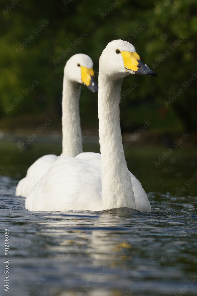 Whooper Swan, Cygnus cygnus Whooper Swan, Cygnus cygnus