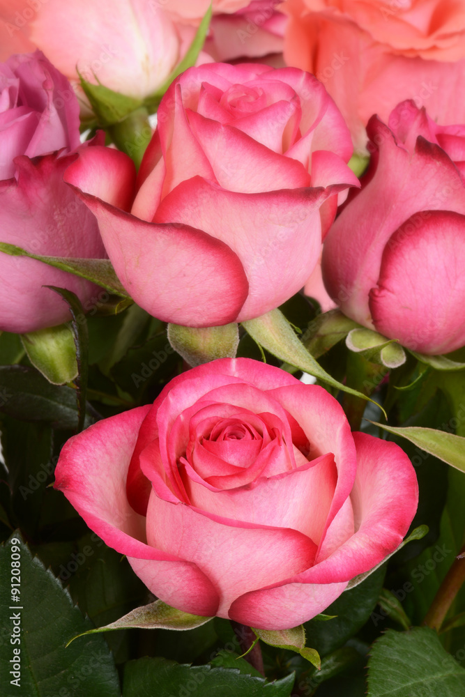 macro pink rose in bouquet macro pink rose in bouquet