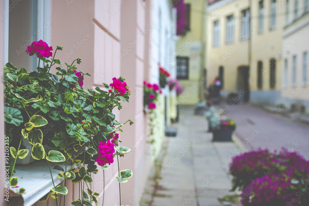  Flowers in Vilnius city in old town Lithuania.