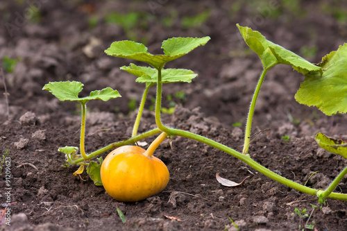 pumpkin on the ground