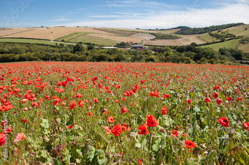 Poppy field in South Downs way, East Sussex, England, selective focus
