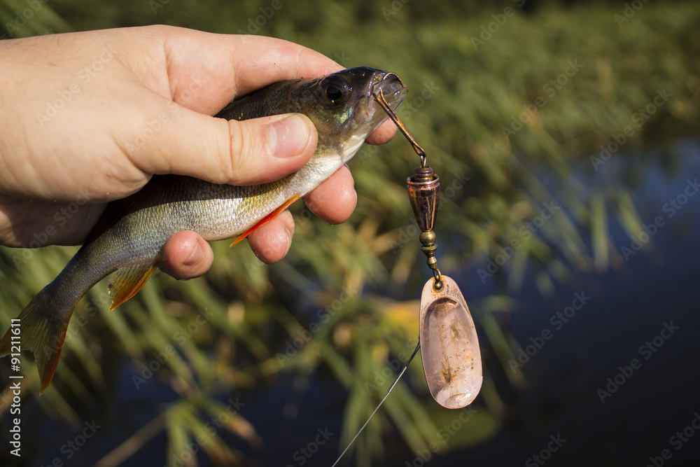 Perch in the hand 