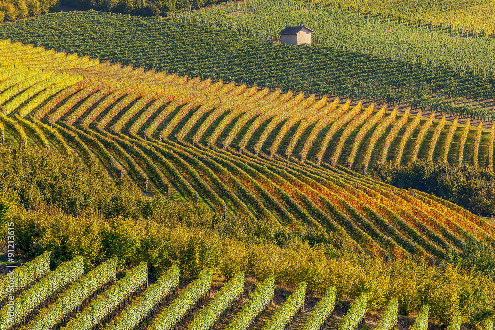 Row of autumnal vineyards.