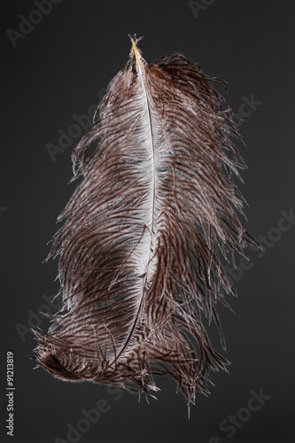 Ostrich feather plume isolated on black background