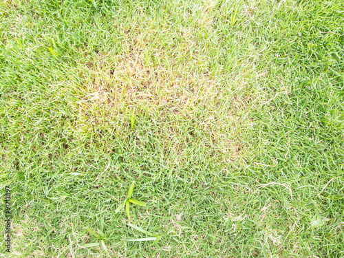 diseases of turf