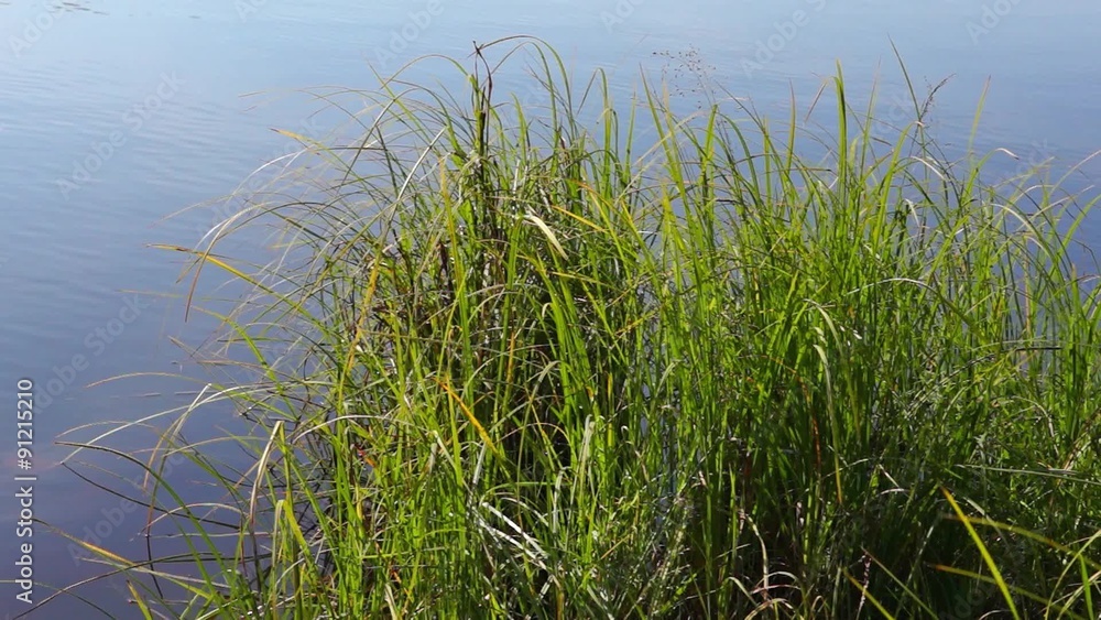 River grass plants in summer sunny day River grass plants in summer sunny day