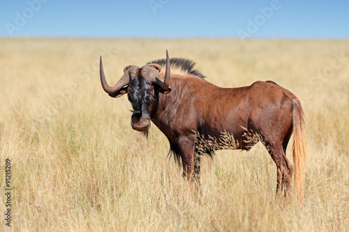 Fototapeta Naklejka Na Ścianę i Meble -  Male black wildebeest (Connochaetes gnou) in grassland, Mokala National Park, South Africa.