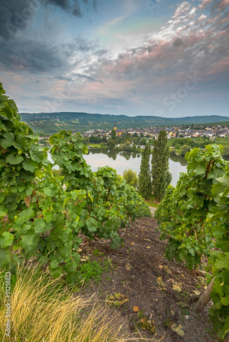 Weinberg und Mosel mit Blick auf Trittenheim photo