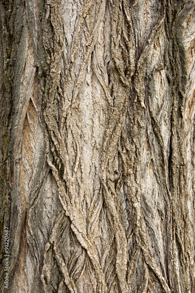Background tree trunk
